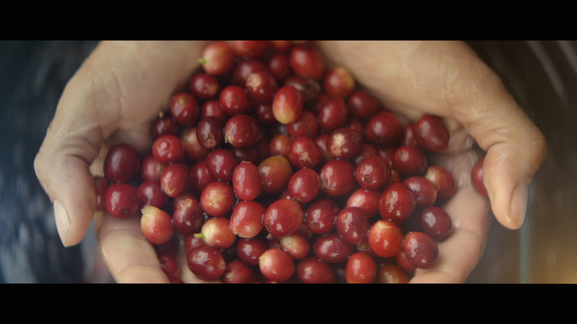 BKI_Image1_Brazil_Kaffe_Import_14_35s_32822.mov.01_00_16_03.Still006